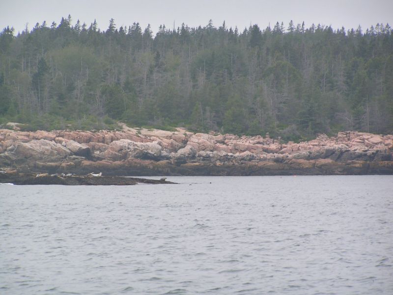 Seals at Seal Cove