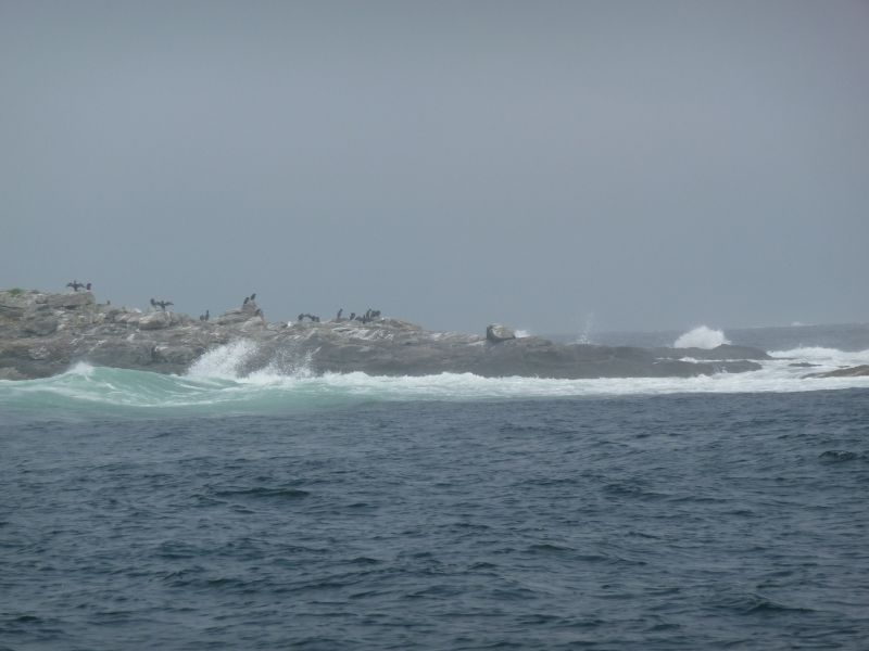Cormorants, gulls and seal