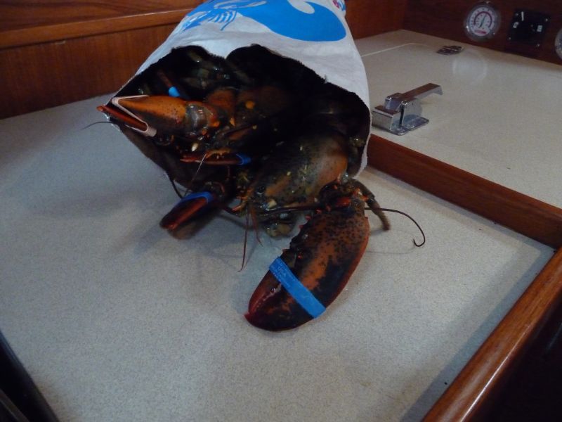 Lobsters  ...