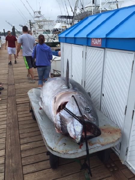 615 lb Tuna!