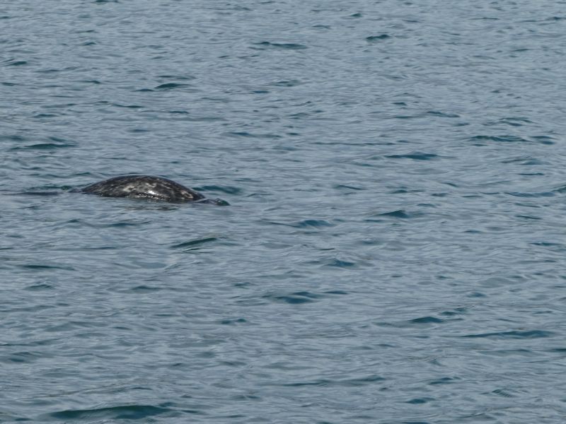 Harbor seal