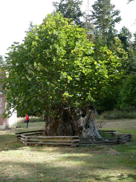 original oak trunk ...