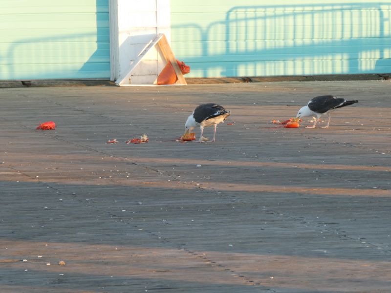 Hungry gulls