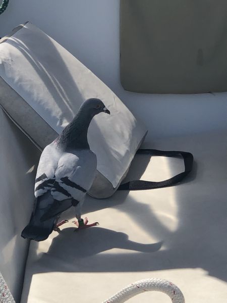 Pigeon passenger ...