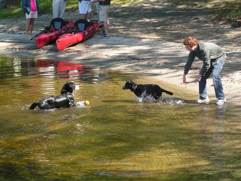 Dogs at play