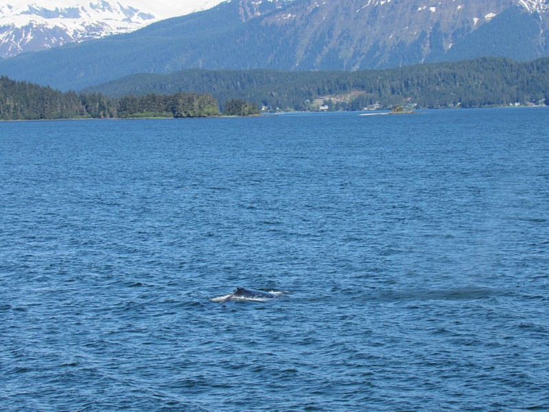 Humpback whale ...