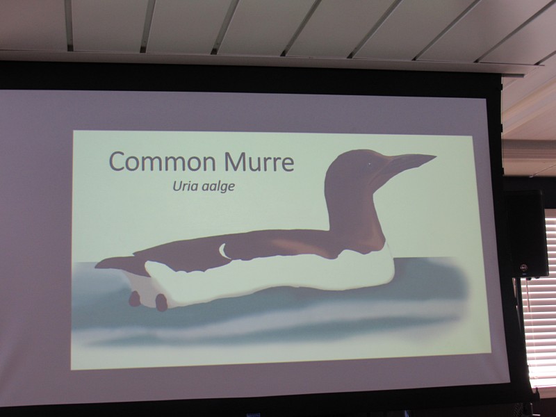 Common Murre