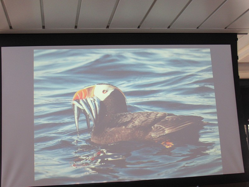 Puffin