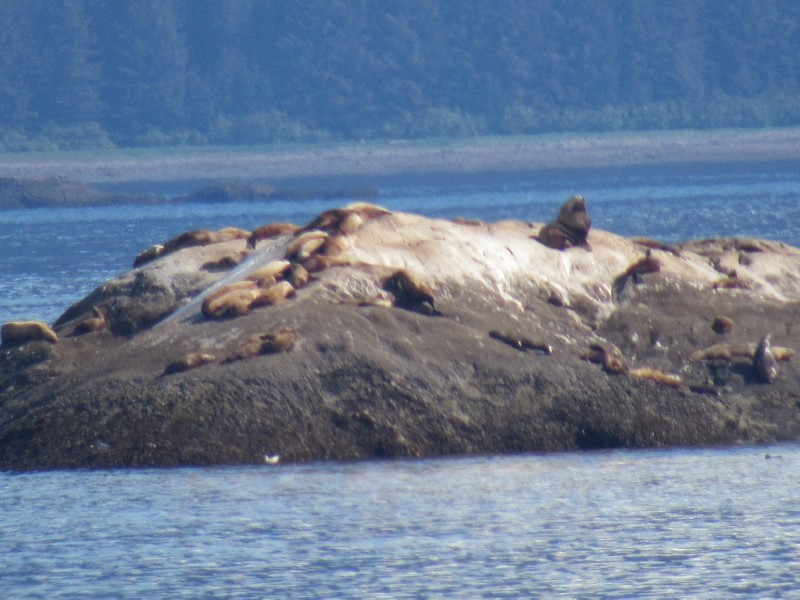 S. Marbel Island<br />Sea Lions ...