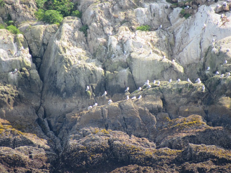 Glacous Gulls ...