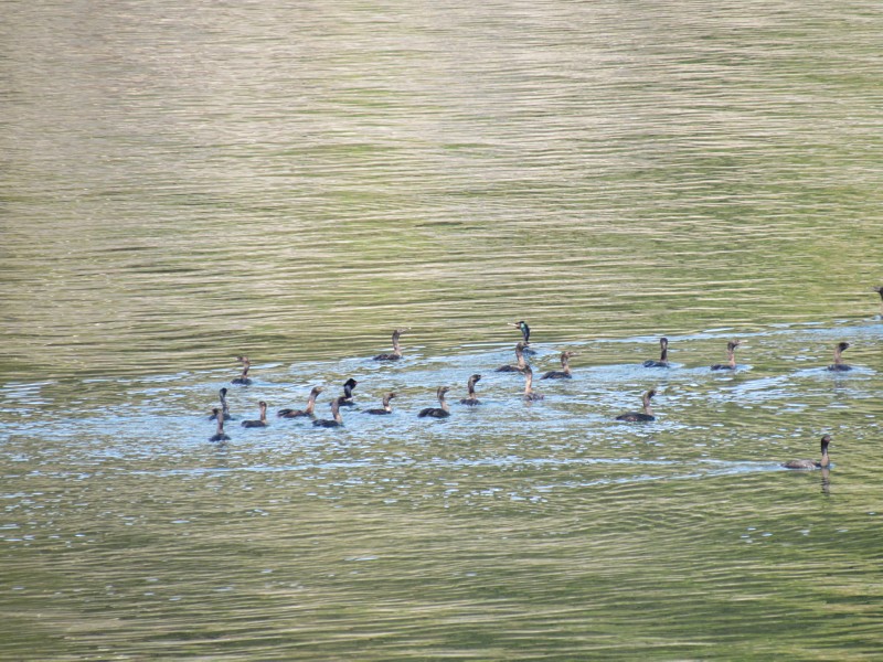 Murres ...