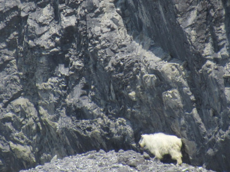 Mountain Goat