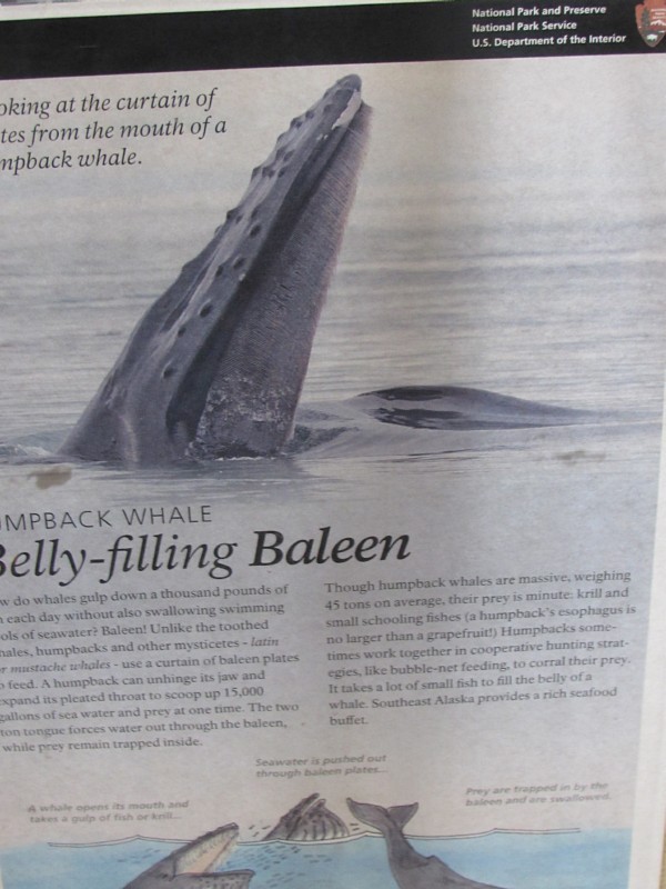 Humpback Whale ...