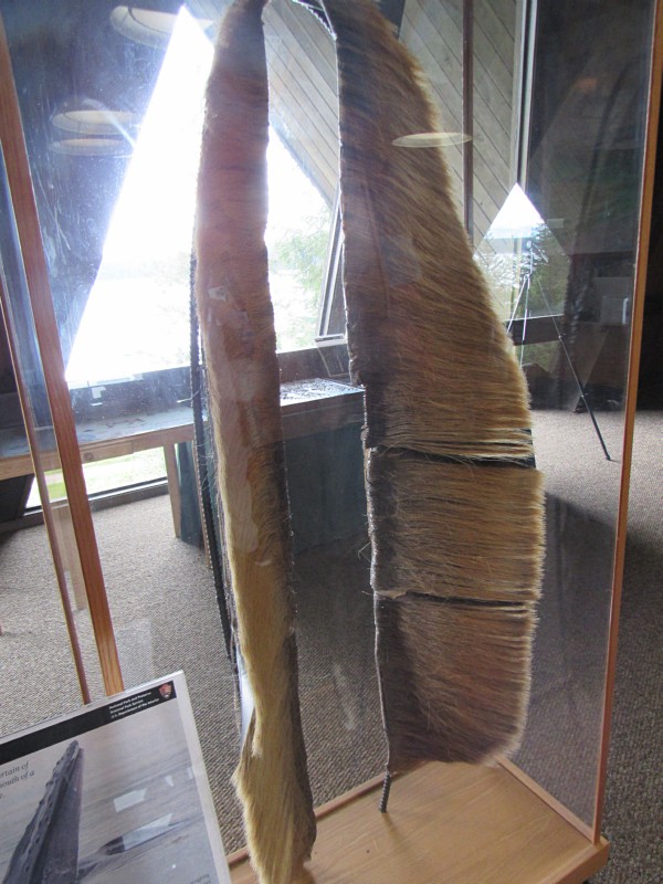 Baleen ...