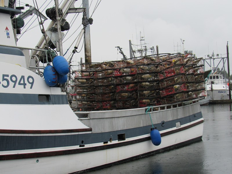 Dungeness crab.