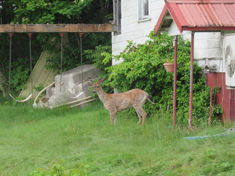 Front yard deer ...