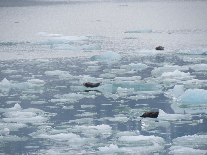 Harbor Seals and ...